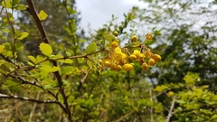 Berberis asiatica