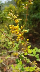 Berberis asiatica
