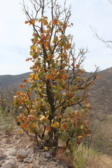 Quercus jonesii