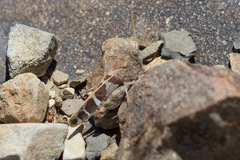 Leprus