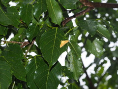 Patania chlorophanta