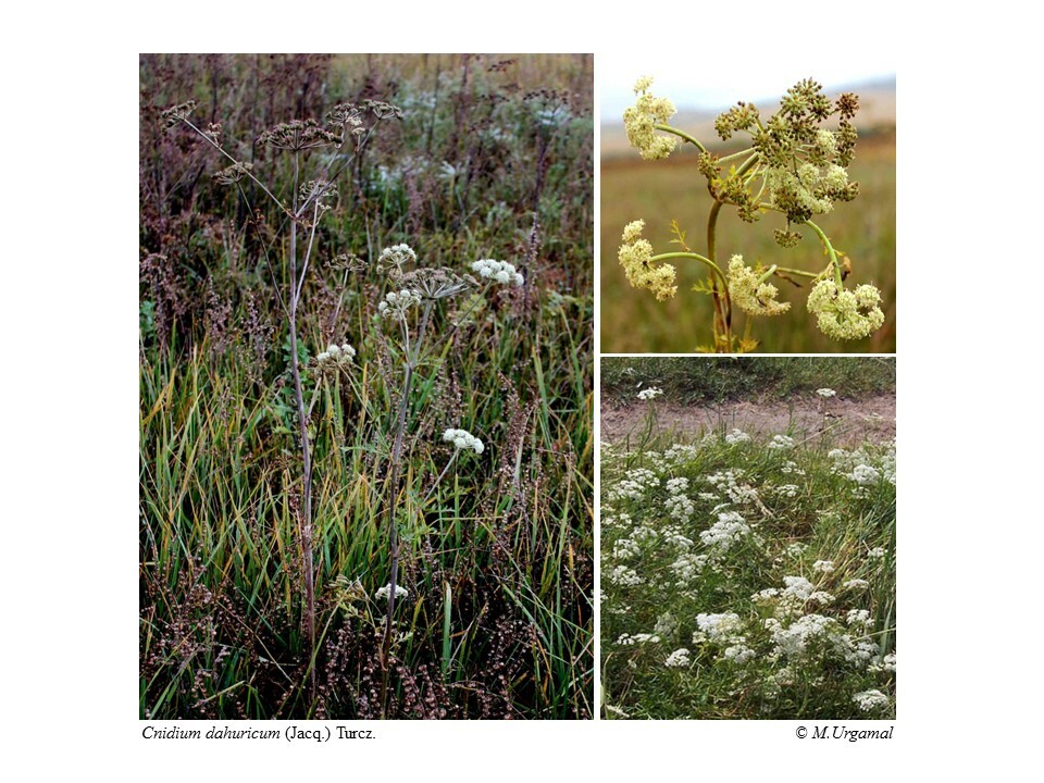 Cnidium dauricum