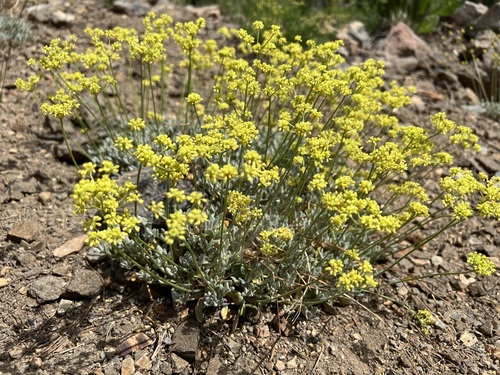 Image of Eriogonum marifolium by (c) Steve Matson, some rights reserved (CC BY)