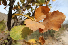 Quercus jonesii