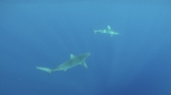 Carcharhinus galapagensis