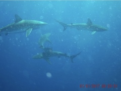 Carcharhinus galapagensis