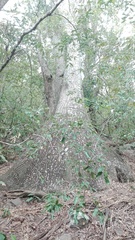 Beaucarnea recurvata