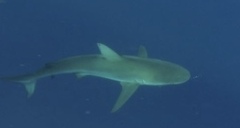 Carcharhinus galapagensis