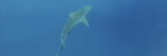 Carcharhinus galapagensis
