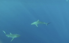 Carcharhinus galapagensis