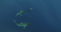 Carcharhinus galapagensis