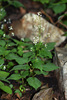 Circaea alpina caulescens - Photo (c) V.S. Volkotrub, some rights reserved (CC BY-NC), uploaded by V.S. Volkotrub