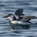Common Murre - Photo (c) cassiia, some rights reserved (CC BY-NC), uploaded by cassiia