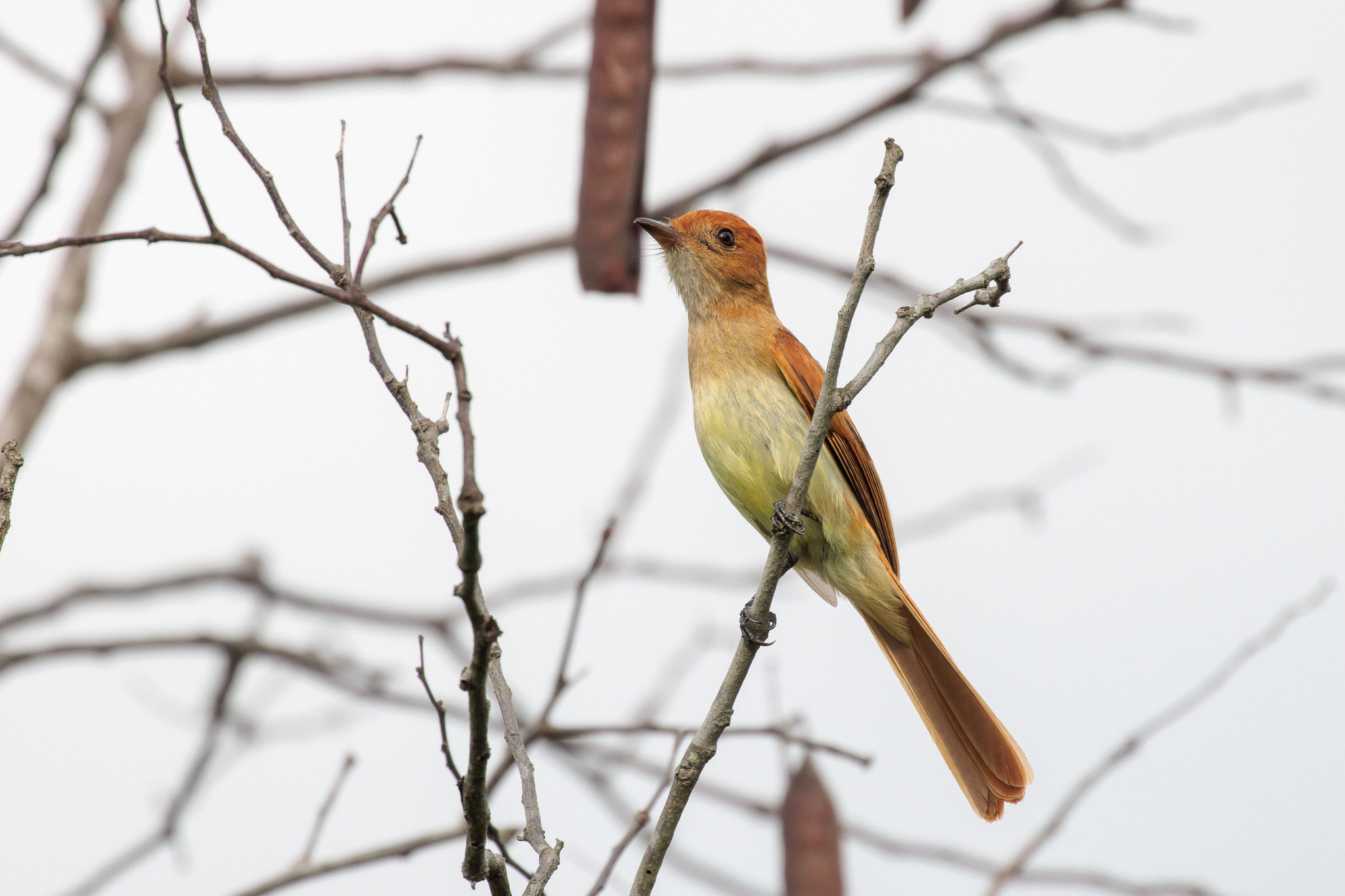 Ash-throated Casiornis (Casiornis fuscus), photo 6