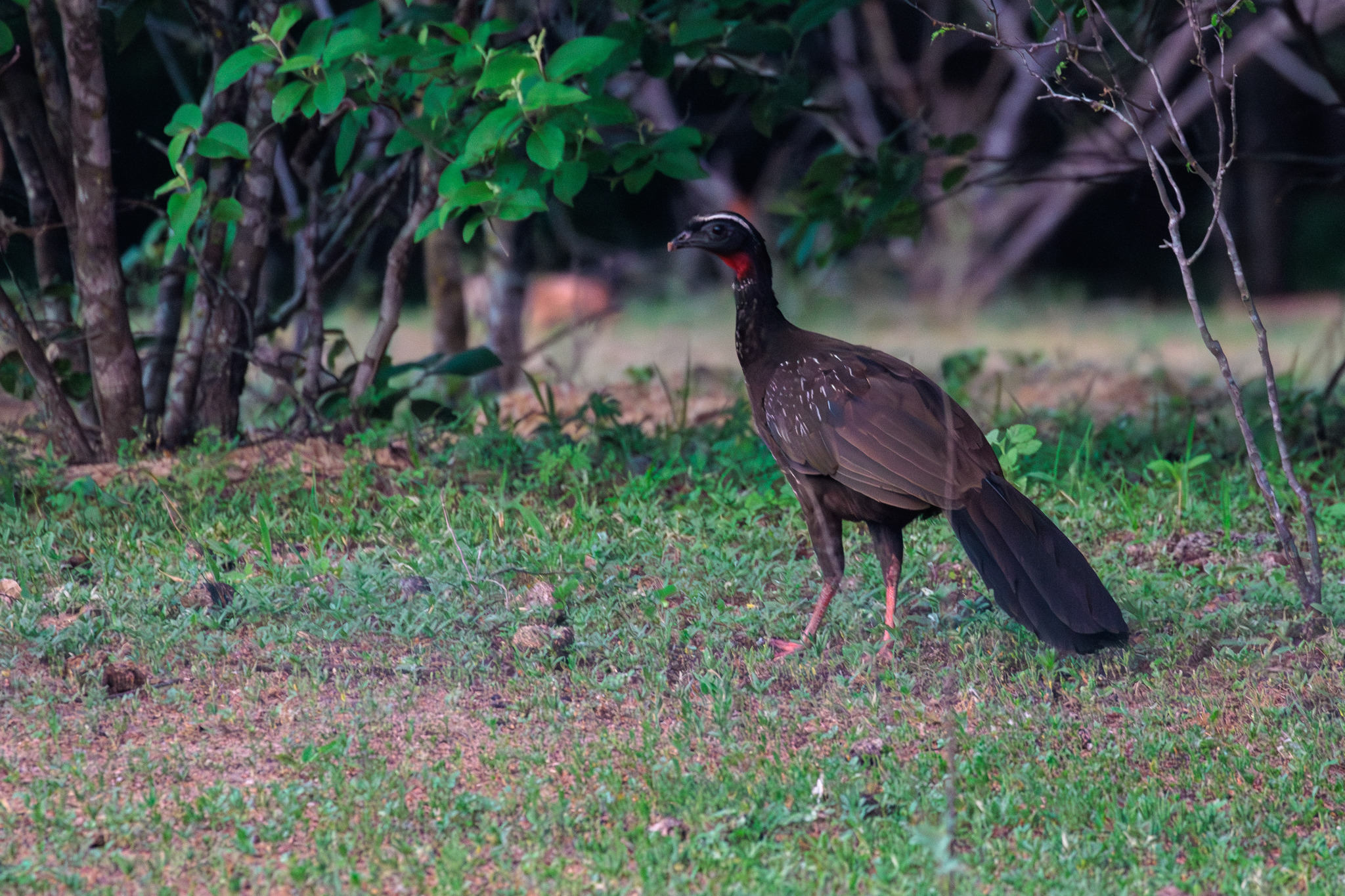 White-browed Guan (Penelope jacucaca), photo 5