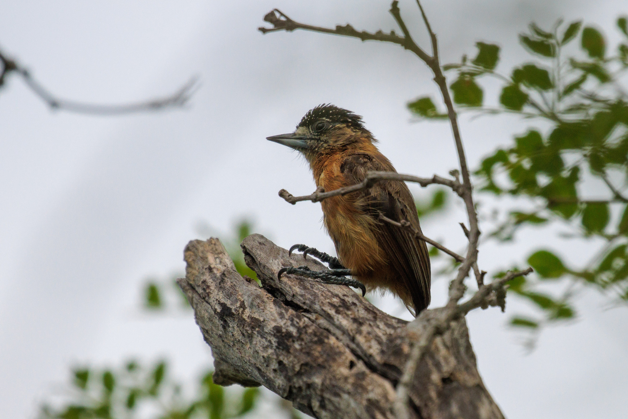 Ochraceous Piculet (Picumnus limae), photo 10
