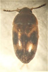 Litargus balteatus