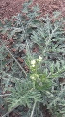 Parthenium bipinnatifidum