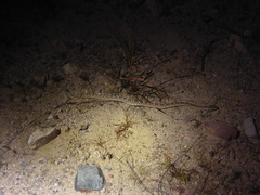 Crotalus ruber lucasensis