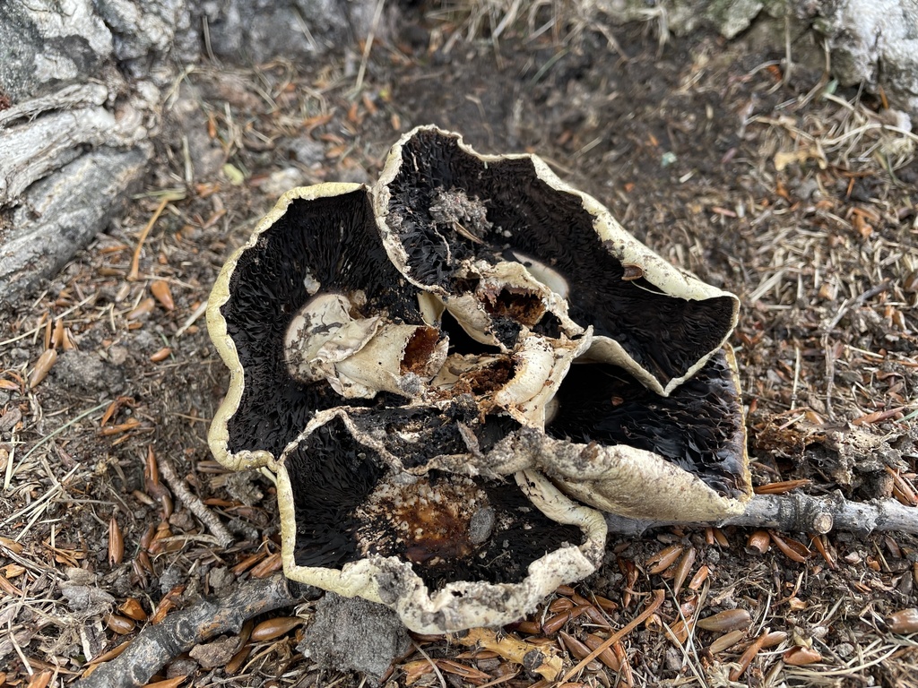 field and button mushrooms from South Island/Te Waipounamu, Queenstown