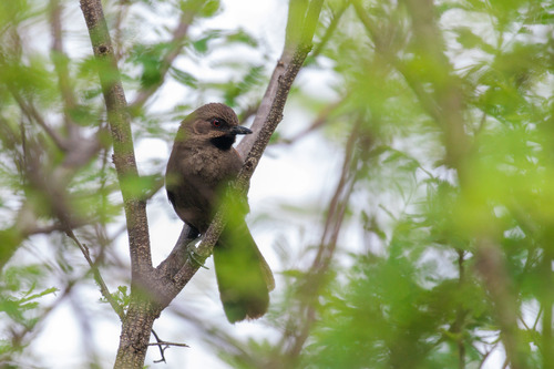 Red-shouldered Spinetail (Synallaxis hellmayri), photo 7
