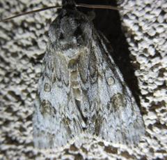 Acronicta rubricoma