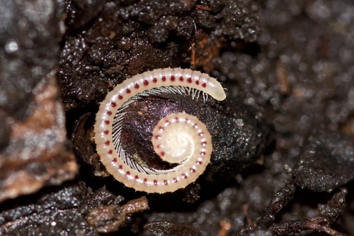 Spotted Snake Millipede photo 5