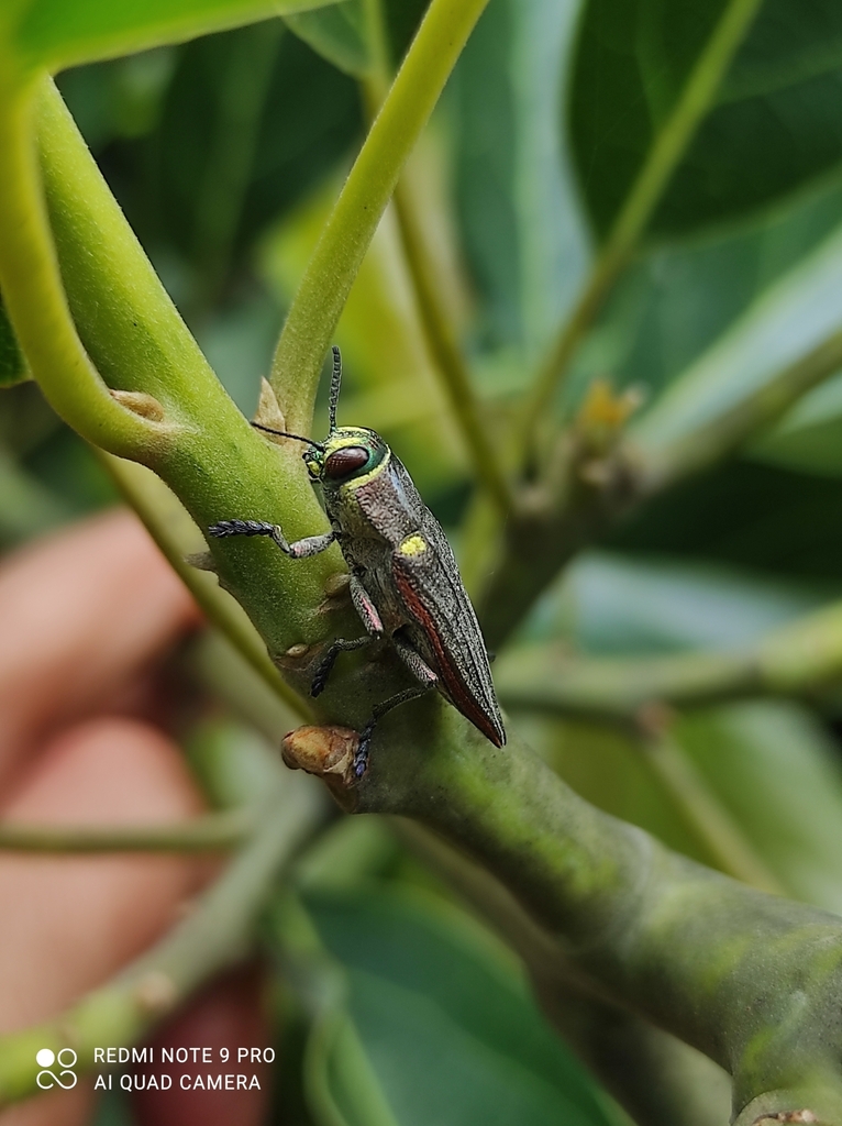 Ectinogonia melichari