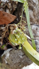 Scaphyglottis micrantha