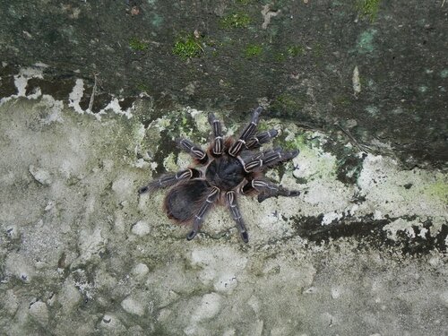 Photo of Pink Zebra Beauty Tarantula (Eupalaestrus campestratus)