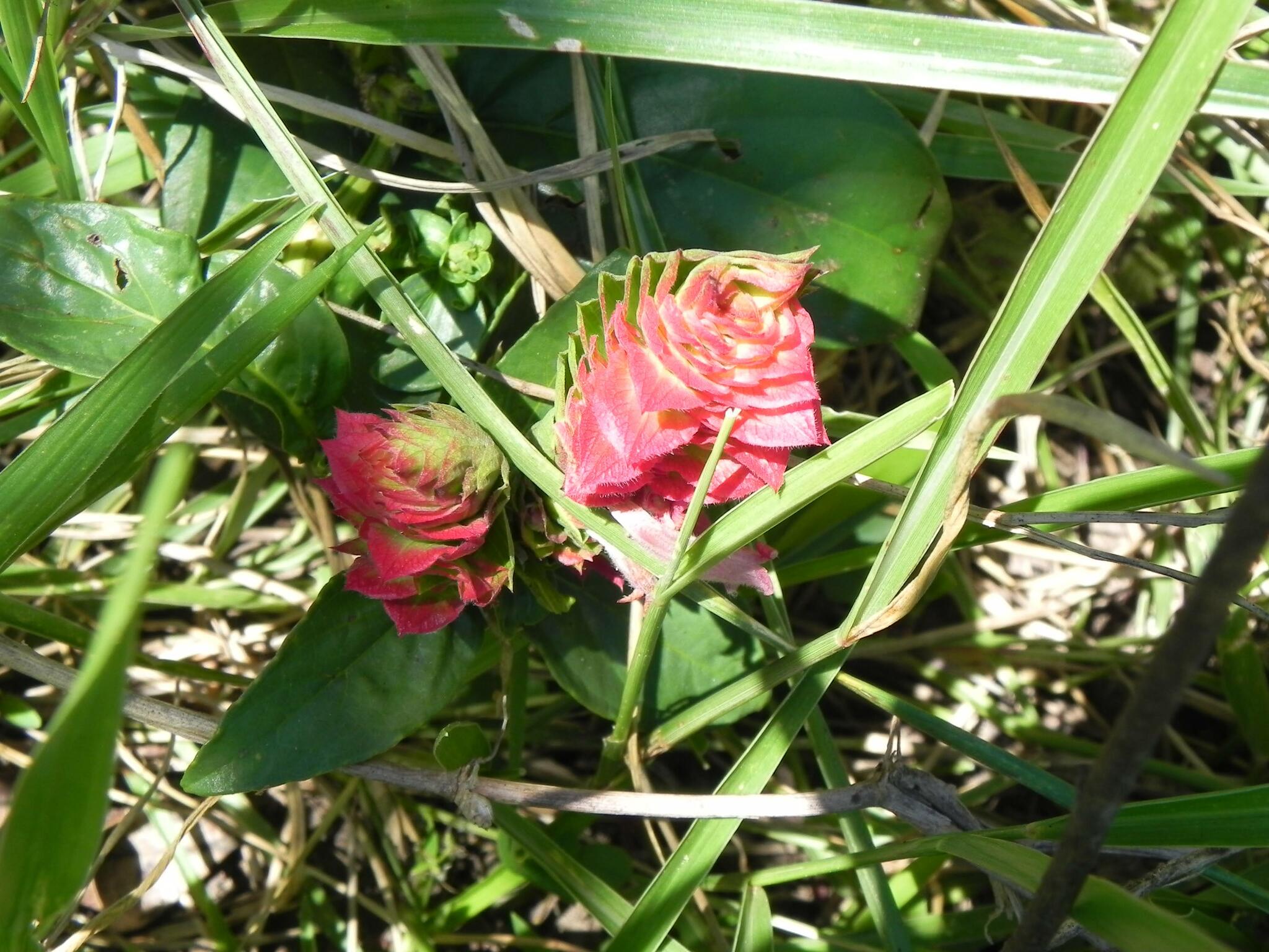 Lepidagathis sessilifolia