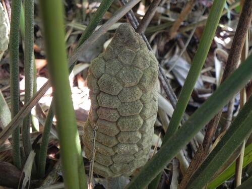 Zamia boliviana (Zamia boliviana)