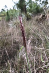 Melinis minutiflora