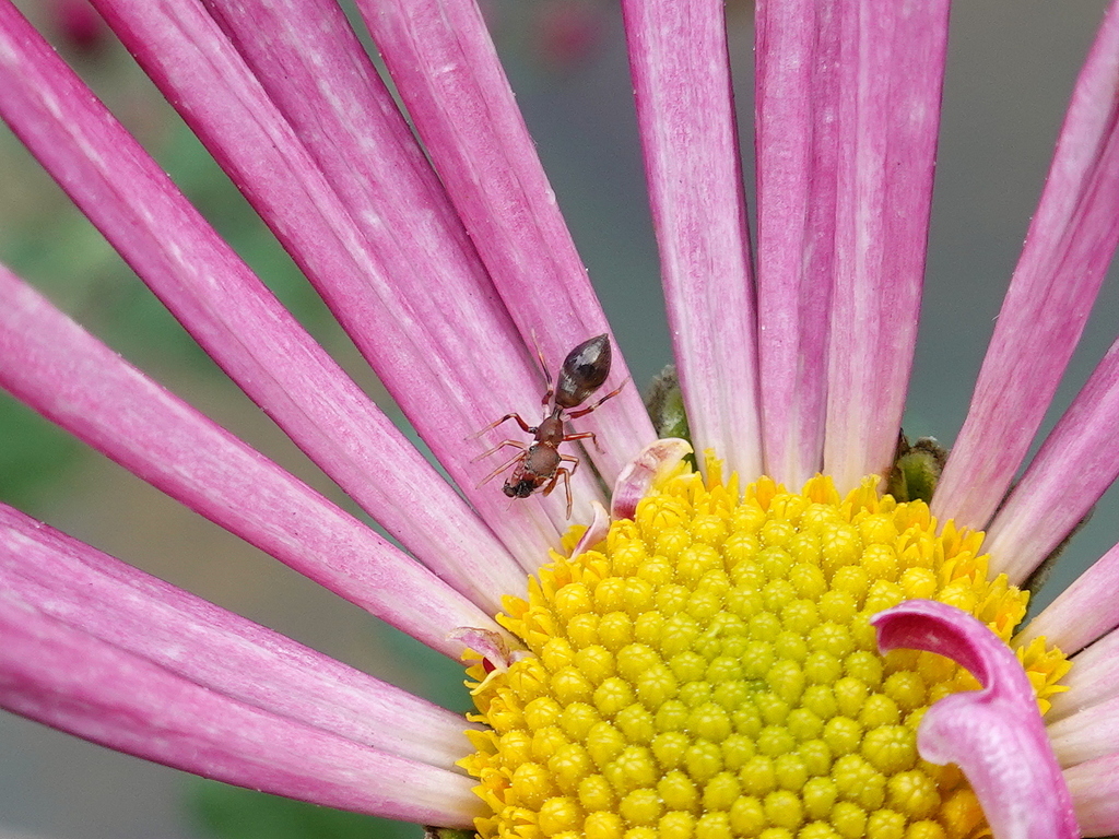 Ant-mimic Spiders from Central, Hong Kong on February 1, 2024 at 01:16 ...