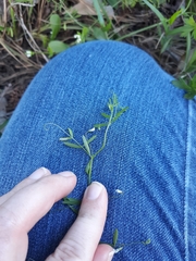 Vicia minutiflora