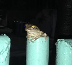 Osteopilus septentrionalis