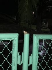 Osteopilus septentrionalis