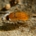 Megaselia aurea - Photo (c) Jaime M. Simancas, algunos derechos reservados (CC BY-NC), subido por Jaime M. Simancas