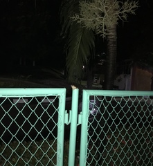 Osteopilus septentrionalis