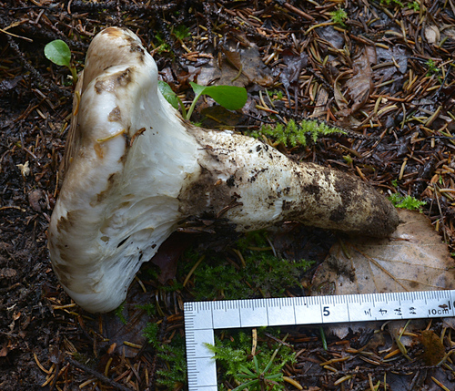 Catathelasma ventricosum