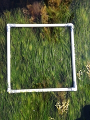 Zostera nigricaulis