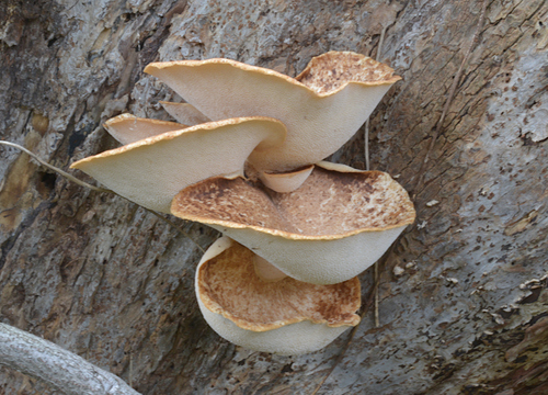 Cerioporus squamosus