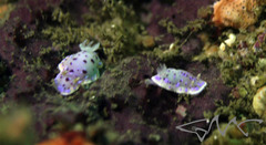 Goniobranchus thompsoni
