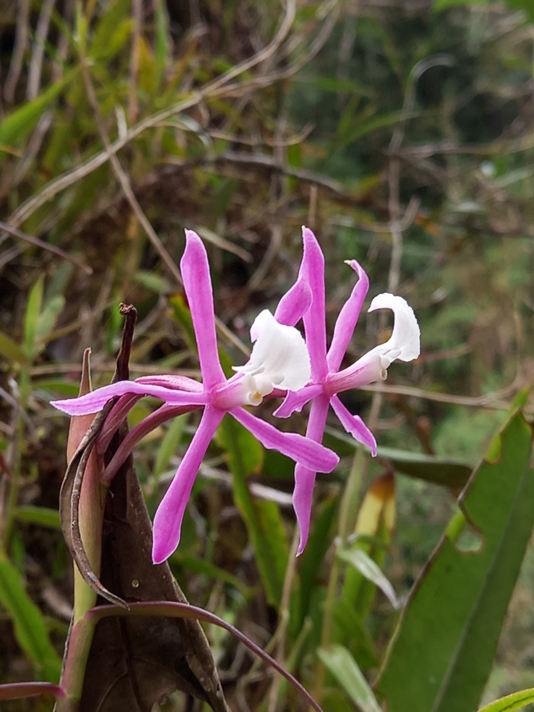 Epidendrum urraoense Hágsater 2