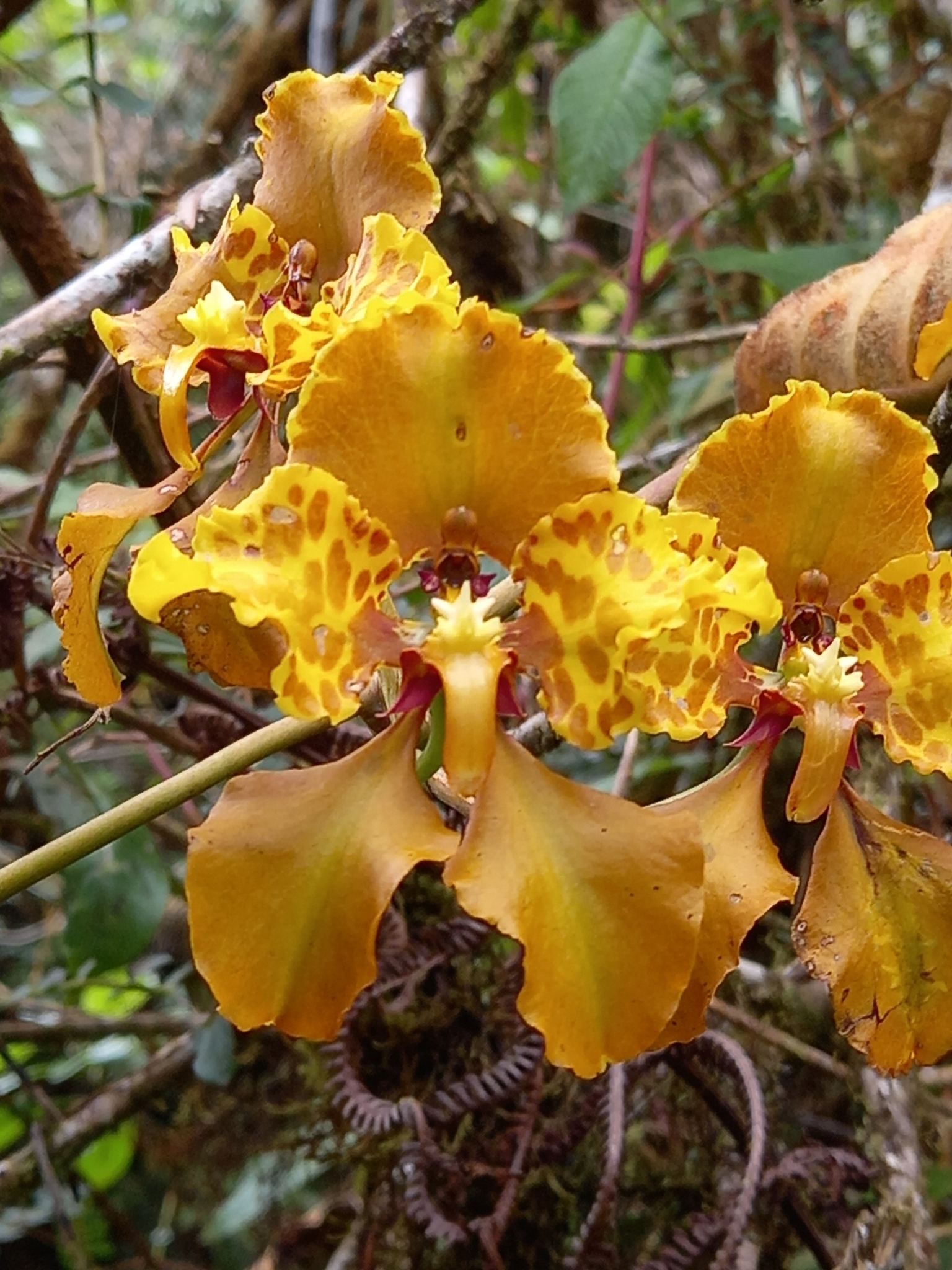 Cyrtochilum ionodon (Rchb.f.) Dalström 3