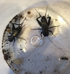 Gryllus saxatilis