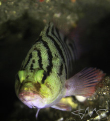 Hypoplectrodes annulatus