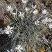 Common Mountain Daisy - Photo (c) Phil from Castlepoint, some rights reserved (CC BY-NC), uploaded by Phil from Castlepoint