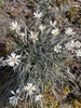 Common Mountain Daisy - Photo (c) Phil from Castlepoint, some rights reserved (CC BY-NC), uploaded by Phil from Castlepoint