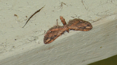 Eupithecia subapicata